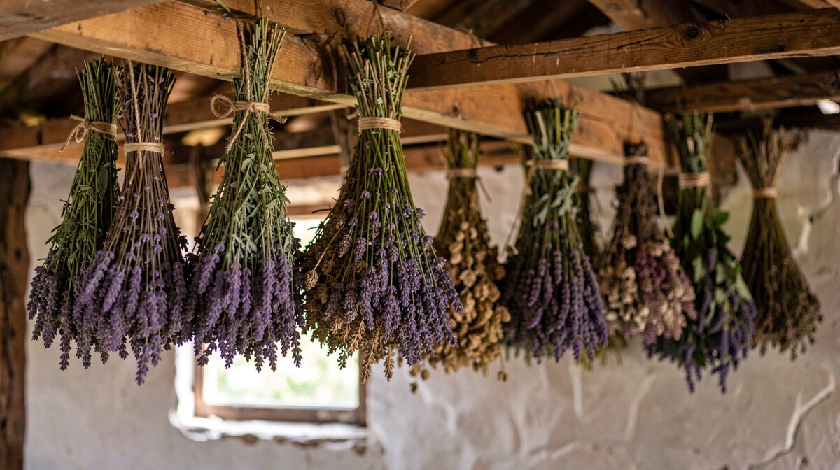 A wooden drying loft with bundles of lavender and other herbs hanging from beams, soft daylight through a small window, close framing on the bundles